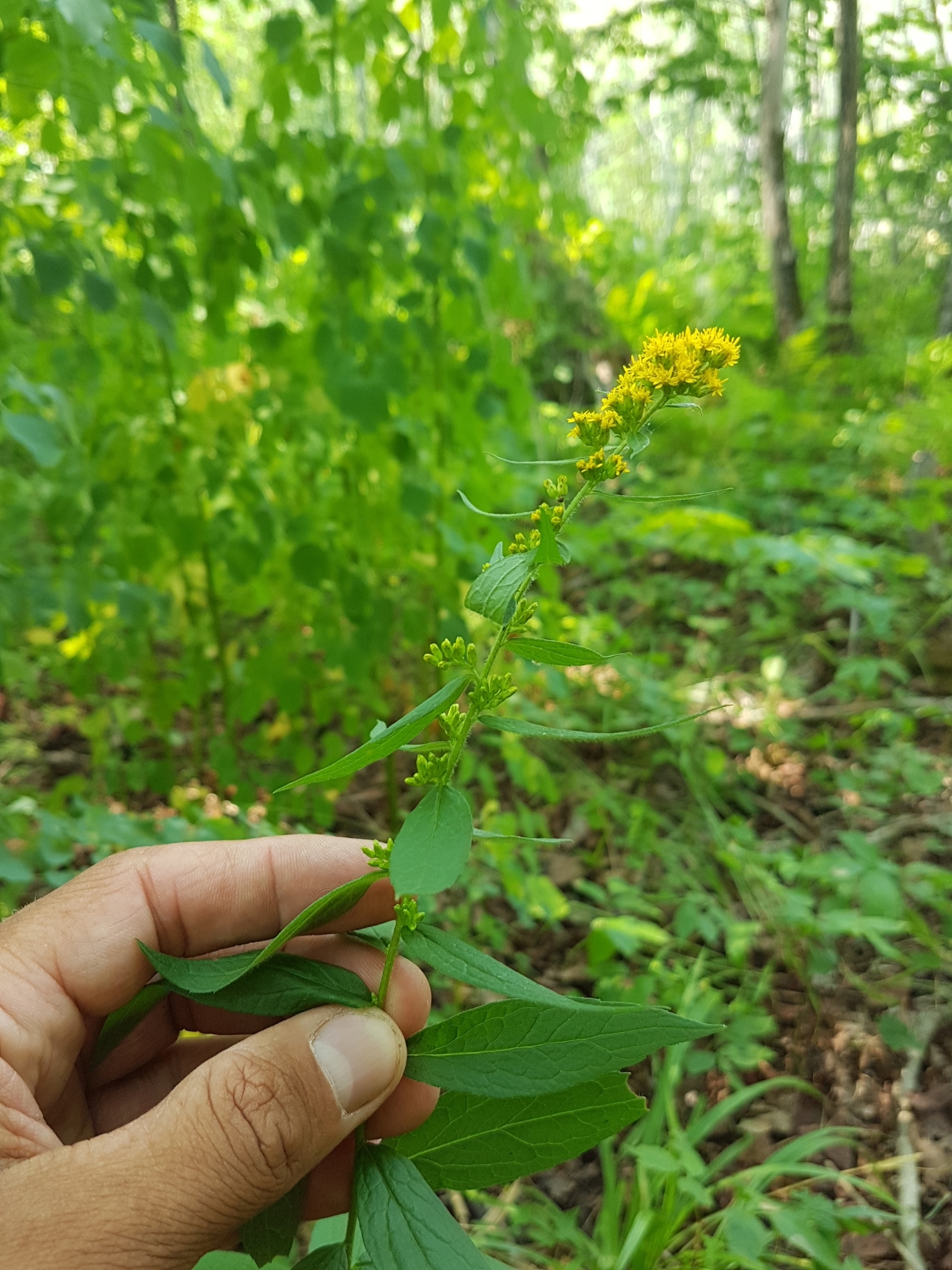 Solidago rugosa var. rugosa