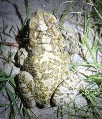 Incilius occidentalis