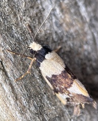 Philenora aspectalella