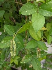Vigna luteola