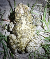 Incilius occidentalis