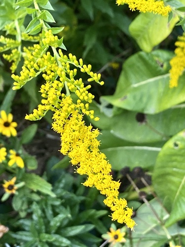 Solidago rugosa