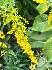 Solidago rugosa