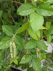 Vigna luteola