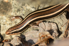 Plestiodon skiltonianus
