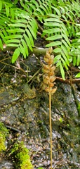 Platanthera flava