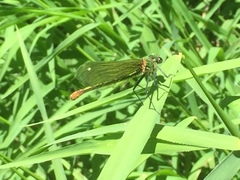 Calopteryx xanthostoma