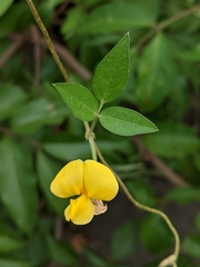 Vigna luteola