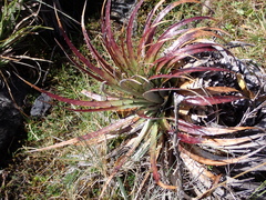 Puya clava-herculis