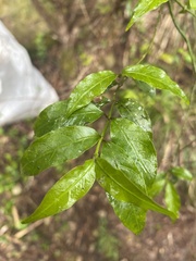 Gynochthodes jasminoides