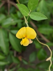 Vigna luteola