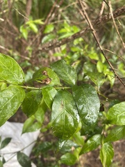 Gynochthodes jasminoides