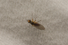 Acalyptratae