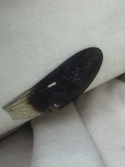 Calopteryx xanthostoma