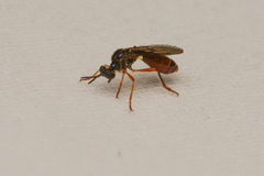 Dioctria henshawi