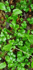 Coptis trifolia