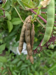 Vigna luteola