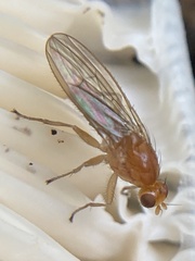 Suillia laevis