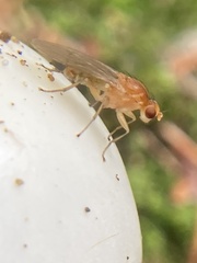 Suillia laevis