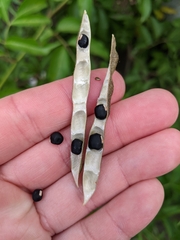 Vigna luteola