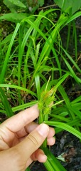 Carex pseudocyperus