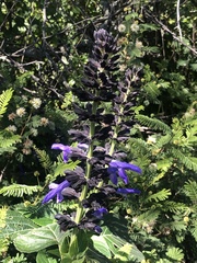 Salvia mexicana