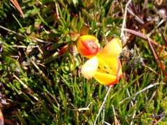 Gentianella hirculus