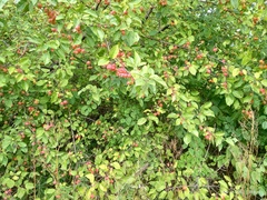 Malus prunifolia