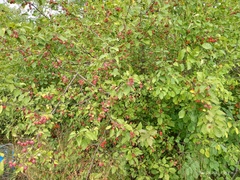 Malus prunifolia