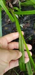 Carex pseudocyperus