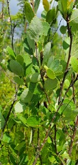 Betula pumila