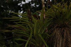 Guzmania monostachia