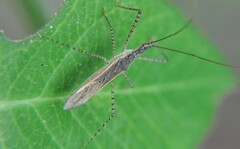Zelus cervicalis