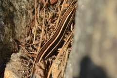 Plestiodon skiltonianus