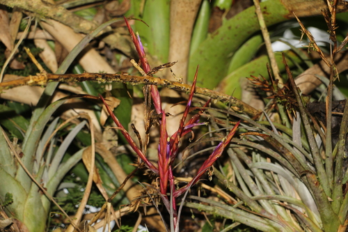 Image of Tillandsia variabilis by (c) Andrés Ramírez-Barrera, some rights reserved (CC BY)