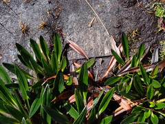 Oritrophium peruvianum