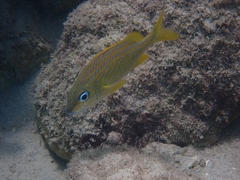 Haemulon flavolineatum