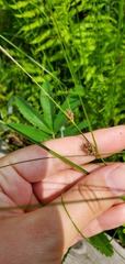 Carex lasiocarpa