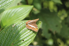 Adelpha