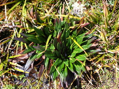 Oritrophium peruvianum