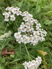Achillea millefolium image