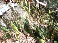 Elaphoglossum