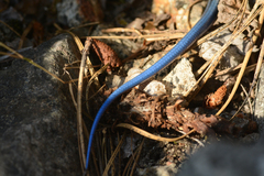 Plestiodon skiltonianus