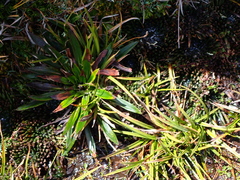 Oritrophium peruvianum