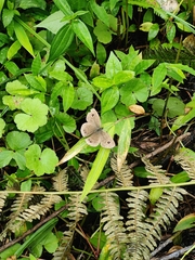 Ypthima baldus