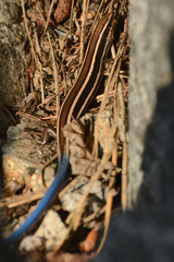 Plestiodon skiltonianus