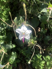 Mirabilis longiflora