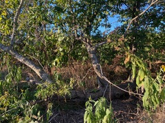 Smilax bona-nox