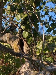 Smilax bona-nox