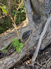 Smilax bona-nox